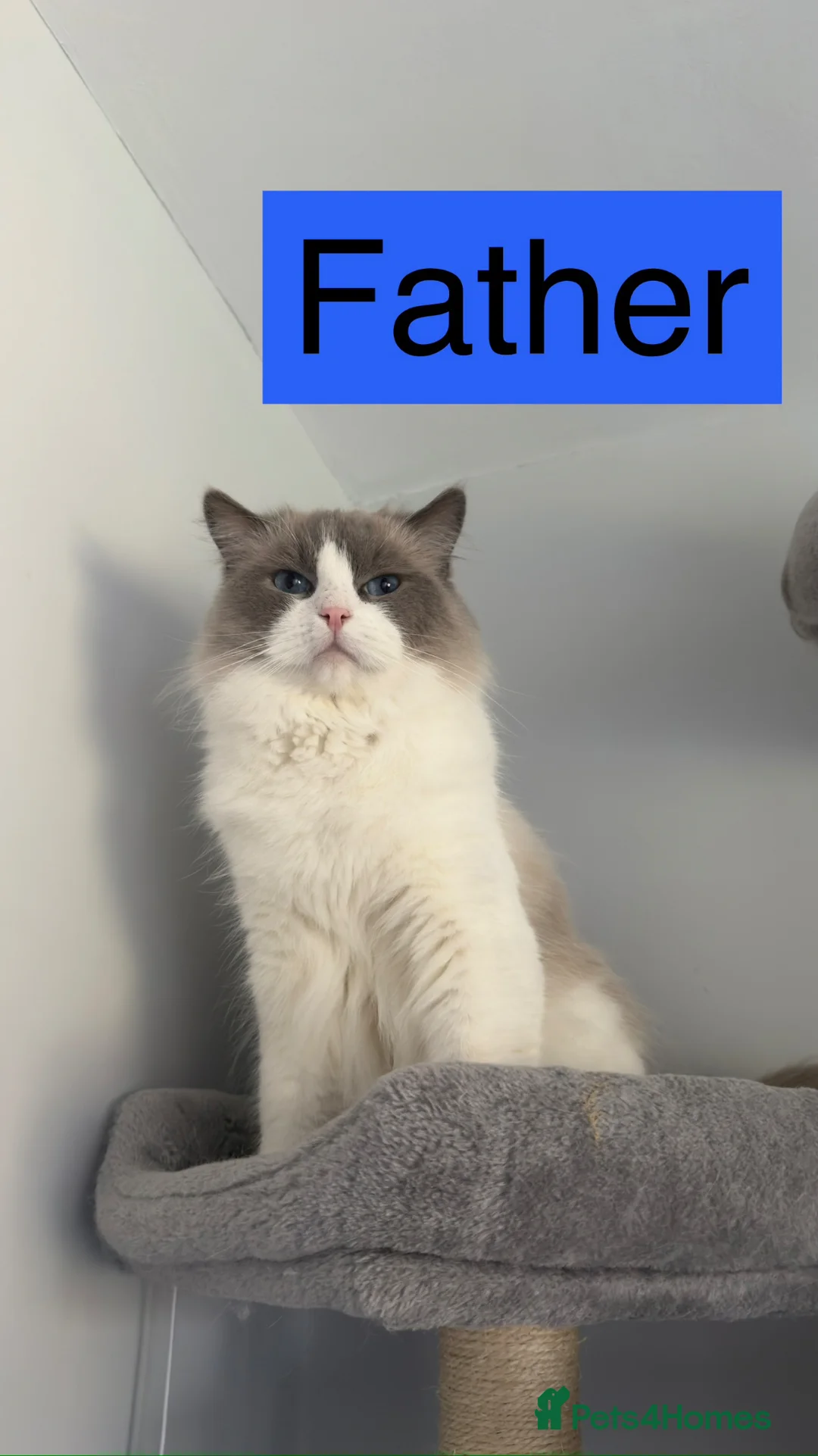 Ragdoll cats for sale: Ragdoll kittens✨ - Advert 3