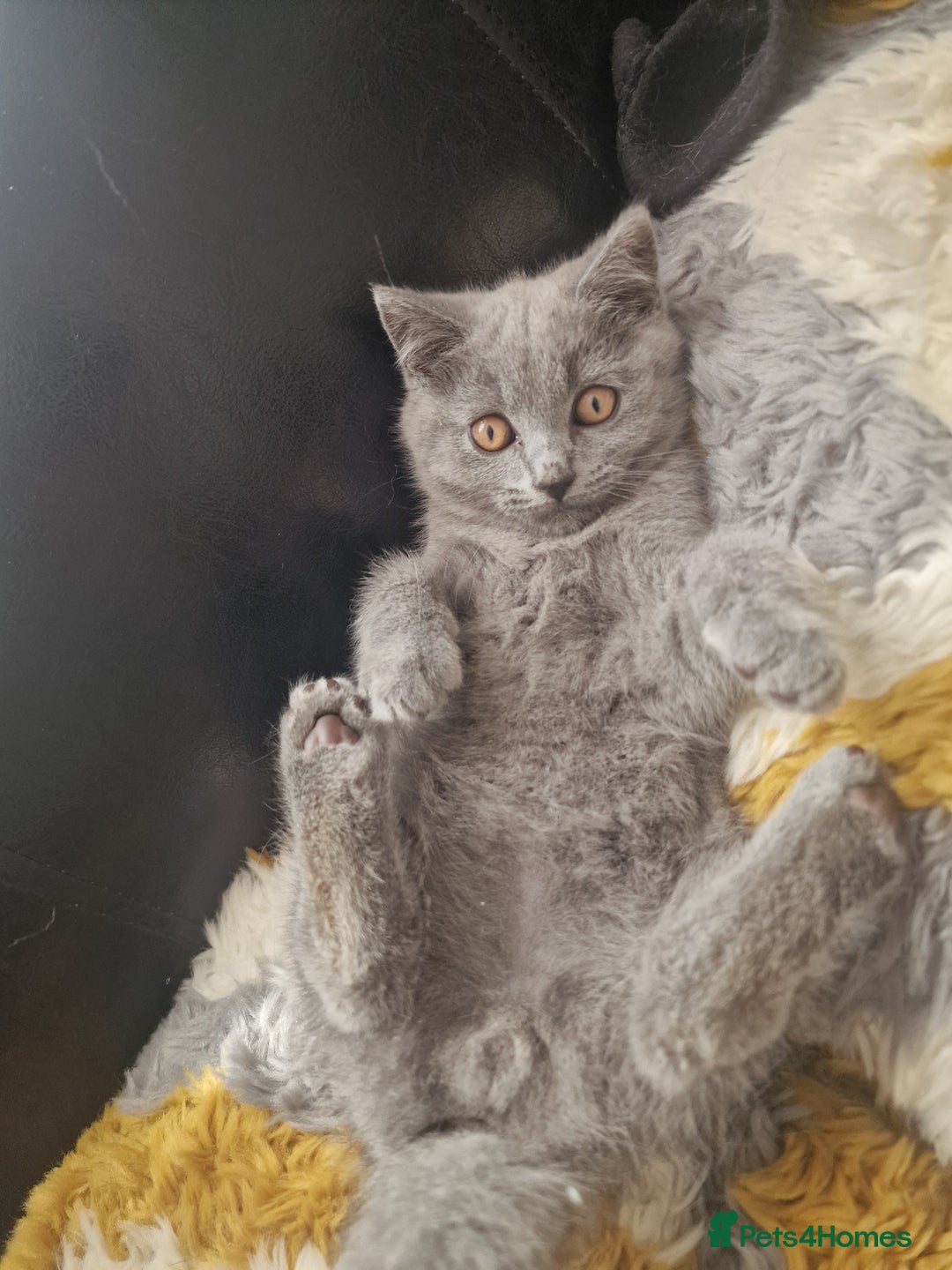 British Shorthair cats for sale: British shorthair  - Image 18