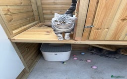 British Shorthair cats for sale: British shorthair  - Image 10