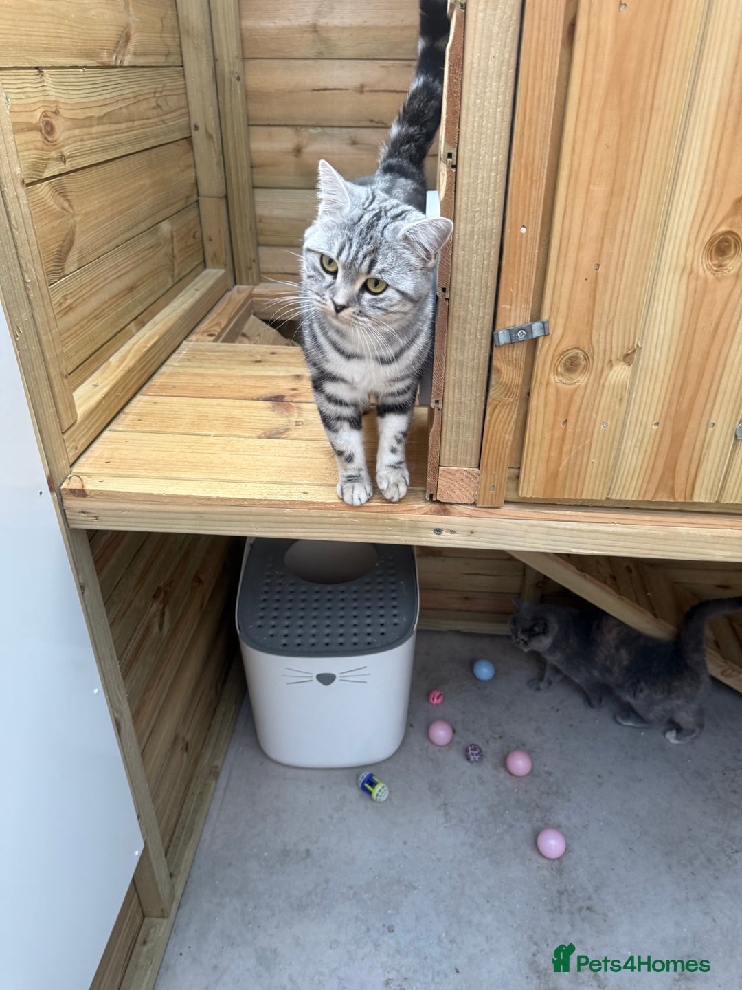 British Shorthair cats for sale: British shorthair  - Image 10