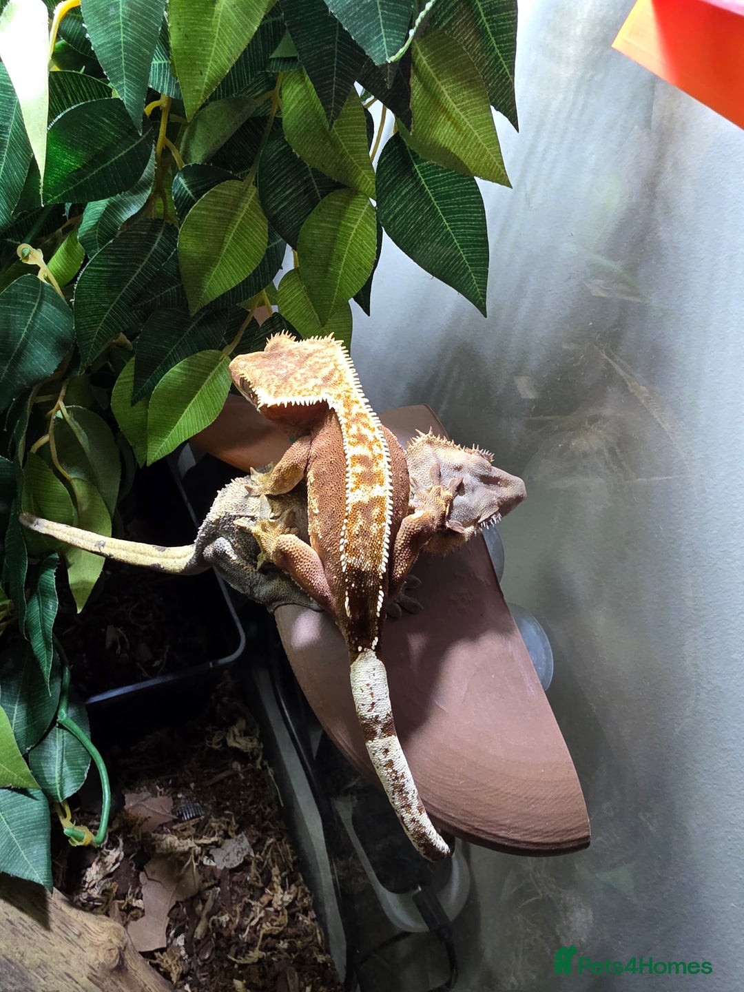 Gecko reptiles for sale: Crested gecko female pair  - Image 2