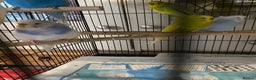 Budgerigars birds for sale: Beautiful budgies , mixed colours incl rainbow  - Advert 9