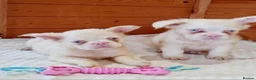 French Bulldog dogs for sale: Fluffy pink husky  **  in Stoke-on-Trent - Advert 23