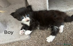 Mixed Breed cats for sale: 5 beautiful kittens for sale - Image 6