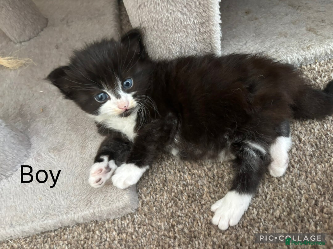 Mixed Breed cats for sale: 5 beautiful kittens for sale - Image 6