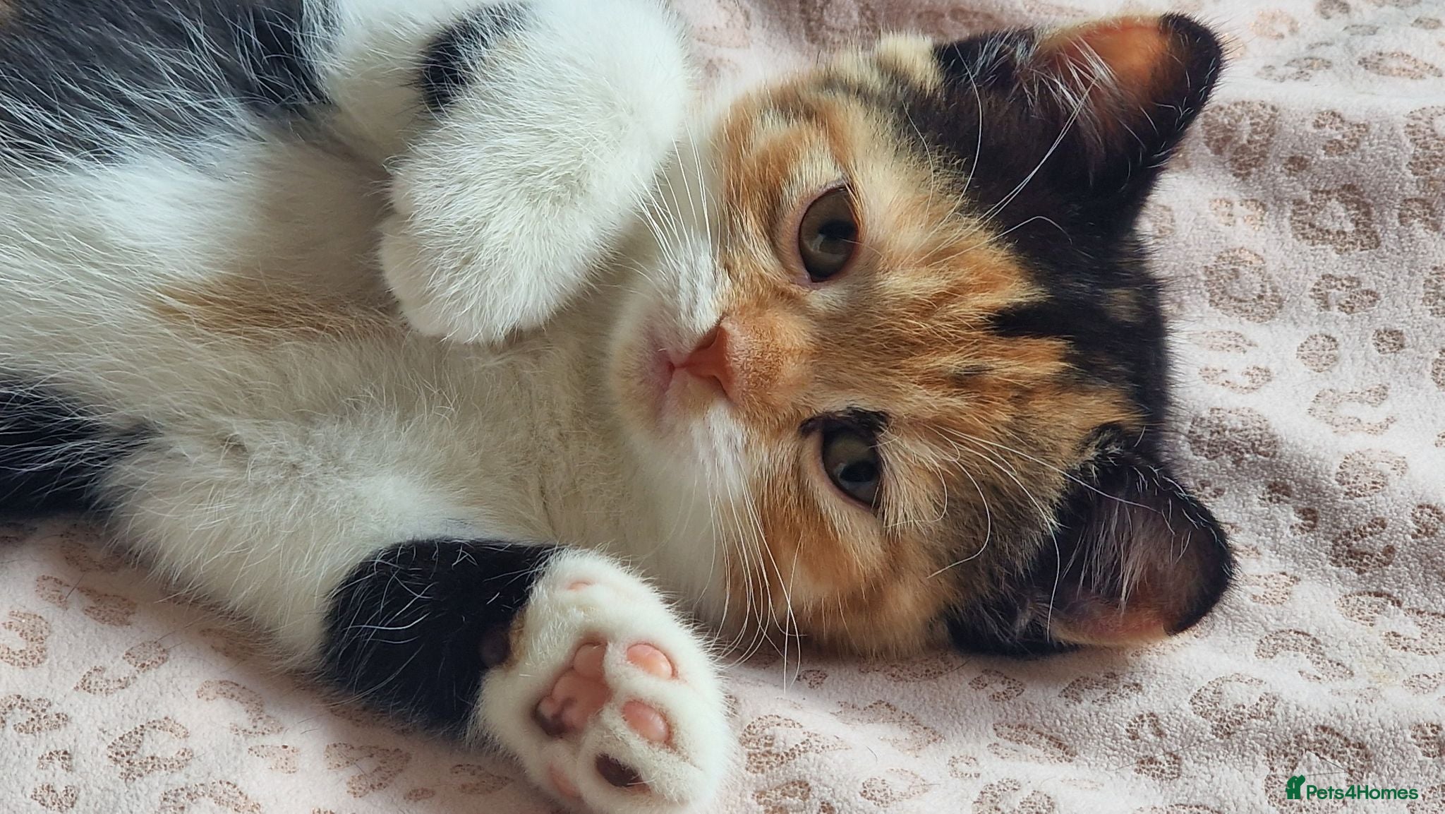 Exotic cats Beautiful exotic x kitten ready for her new home - Advert 4