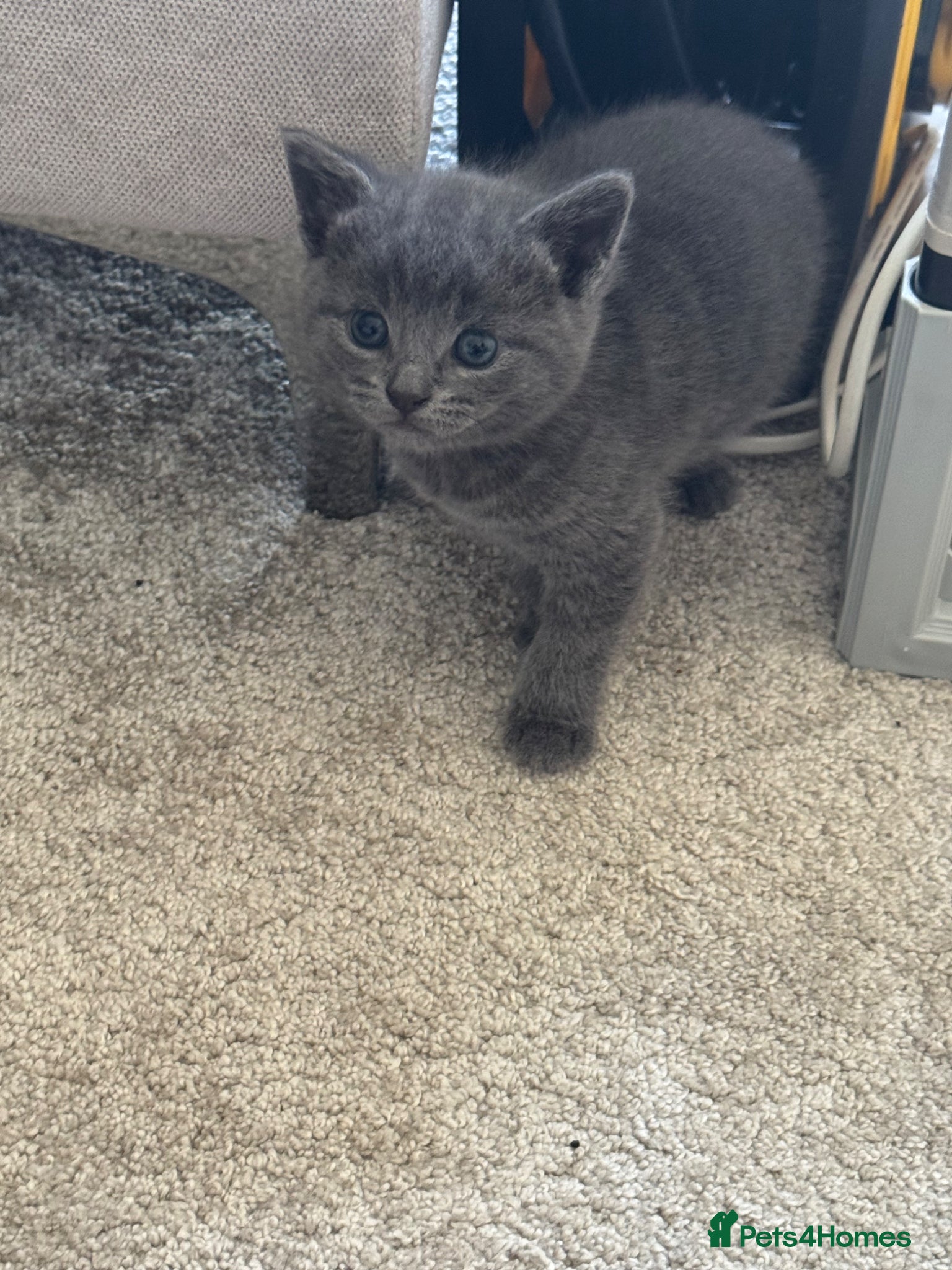 Mixed Breed cats 4 beautiful girl kittens  - Advert 3