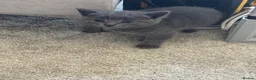 Mixed Breed cats for sale: 4 beautiful girl kittens  - Advert 1