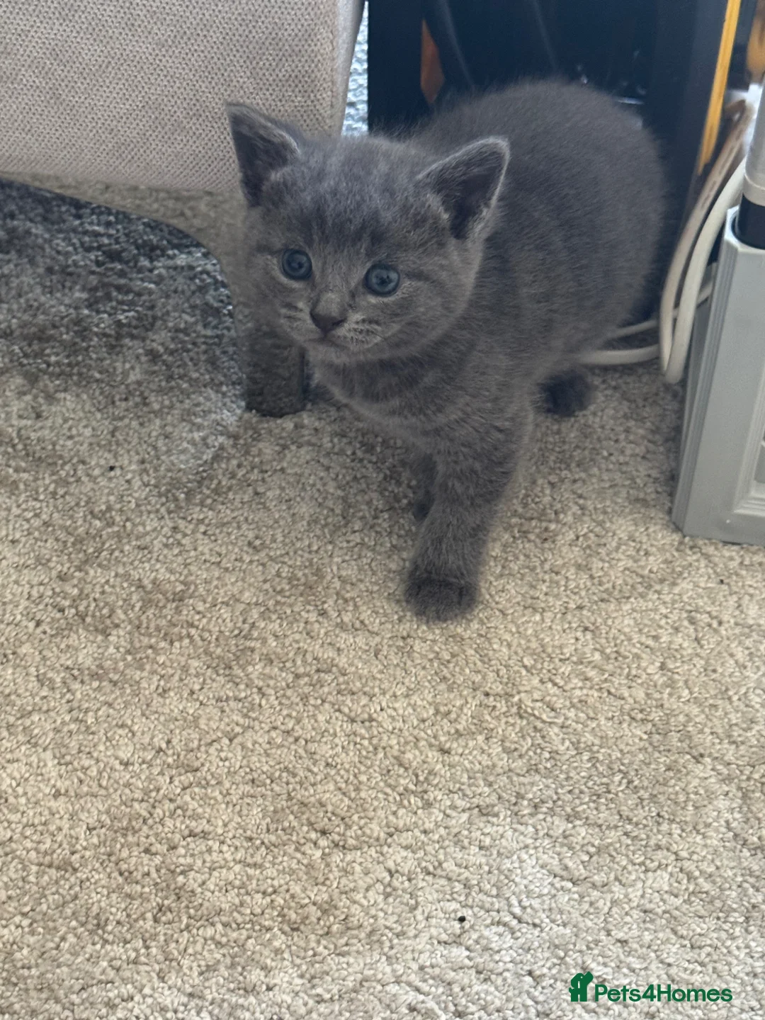 Mixed Breed cats for sale: 4 beautiful girl kittens  - Advert 1