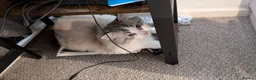 Ragdoll cats for sale: Ragdoll in Manchester - Advert 5