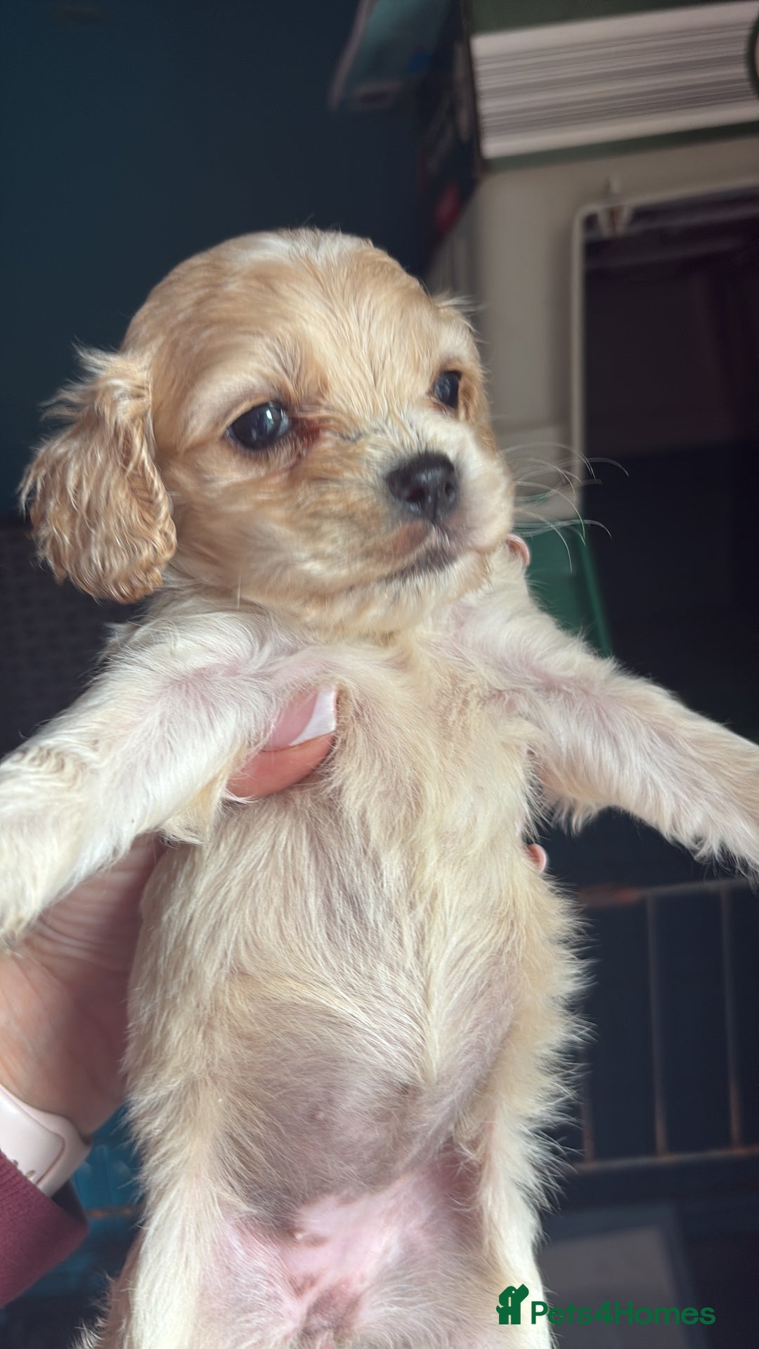 Cockapoo dogs for sale: Beautiful cockapoos - Advert 8