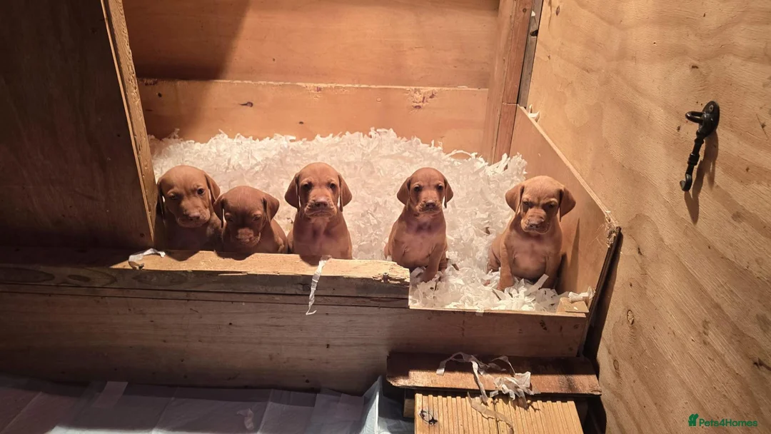 Hungarian Vizsla dogs for sale: Beautiful Hungarian Vizsla Puppies 4 Girls 2 Boys - Advert 2