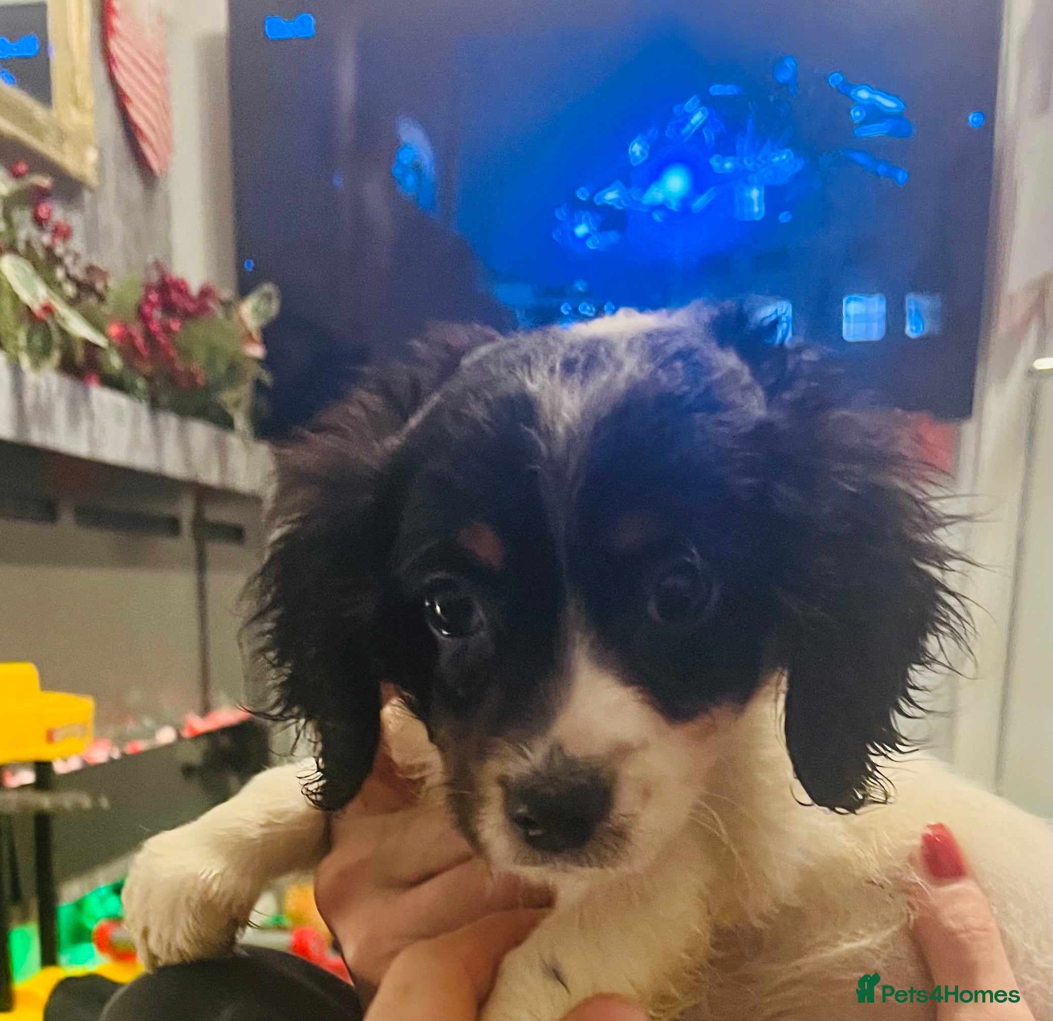 Mixed Breed dogs Adorable doxiepoo puppies last puppy remaining  - Advert 4