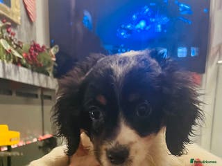 Mixed Breed dogs Adorable doxiepoo puppies last puppy remaining - Advert 17