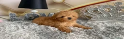 Maltipoo dogs for sale: Maltipoo Boy – Free to a Special Loving Home - Advert 24