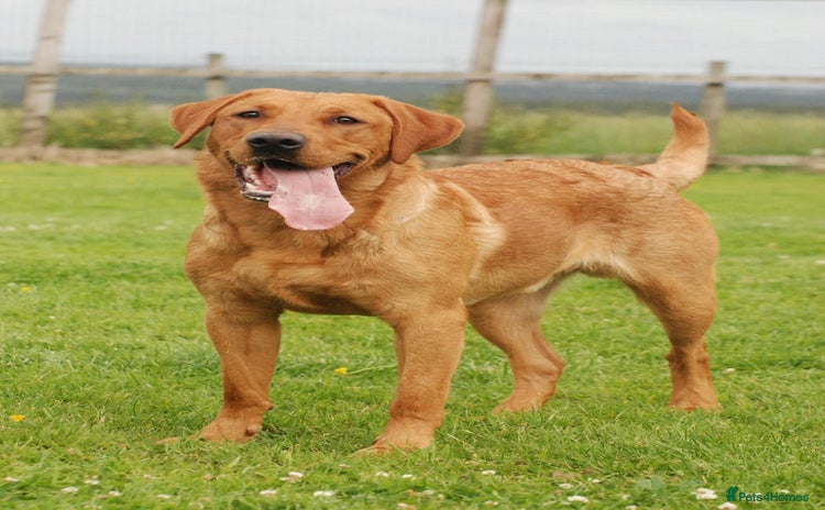 Labrador Retriever dogs - Advert 1