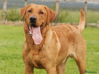 Labrador Retriever dogs - Advert 7