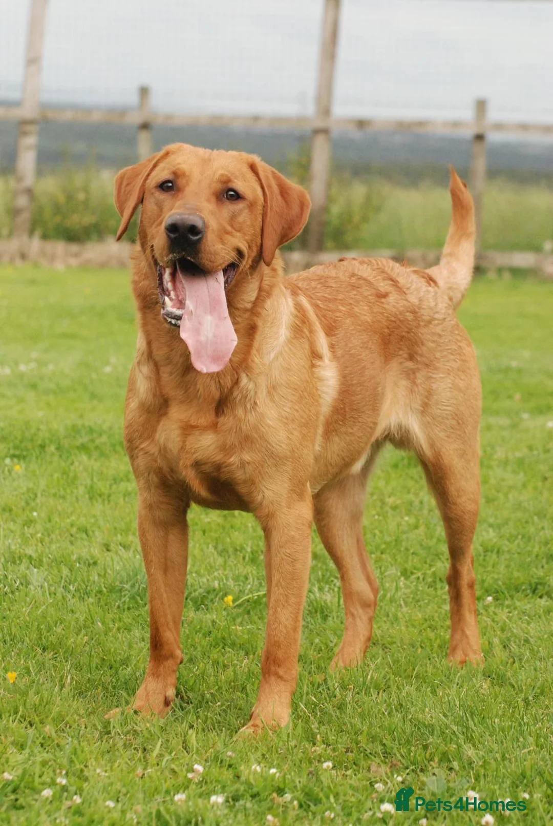 Labrador Retriever dogs for stud: Fully Health Tested Red Fox Lab Stud - Advert 10