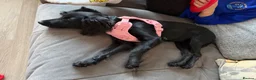Doxiepoo dogs for sale: Female Doxipoo - Advert 2