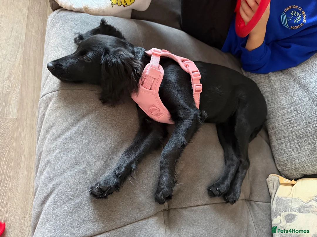 Doxiepoo dogs for sale: Female Doxipoo - Advert 2