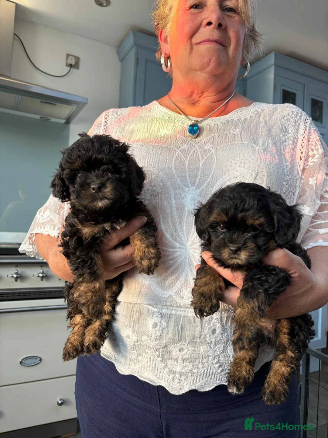 Shihpoo dogs for sale: 7 beautiful Shih Poo puppies  - Advert 2