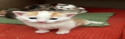 Mixed Breed cats for sale: Kittens - Advert 11