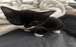British Shorthair cats for sale: X4 male British shorthair X kittens - Image 11
