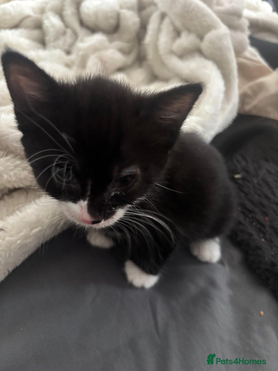 British Shorthair cats for sale: X4 male British shorthair X kittens - Image 11