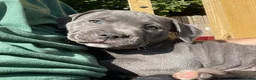 Staffordshire Bull Terrier dogs for sale: Beautiful Blue Staffordshire Bull Terrier Puppies in London - Advert 5