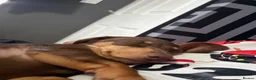 Dachshund dogs for sale: 1 female dashcund - Advert 5
