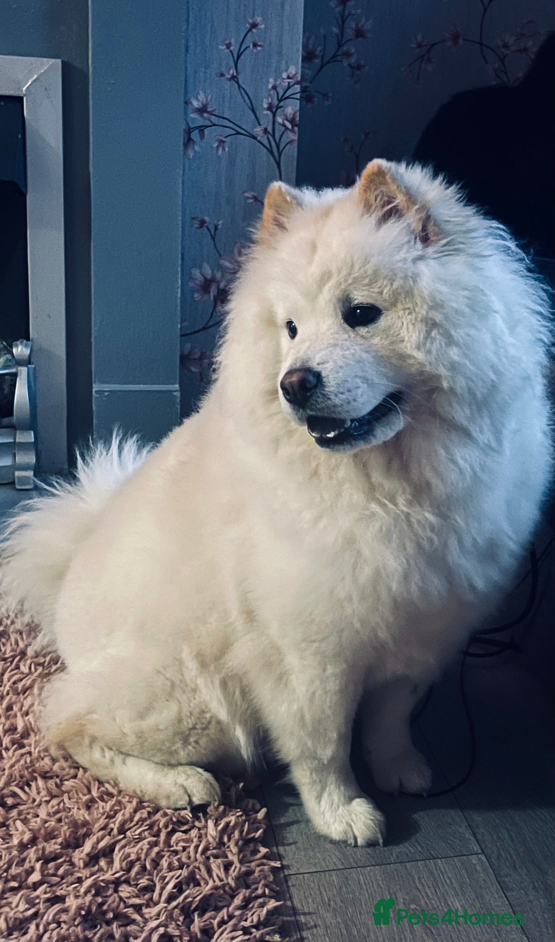 Chow Chow dogs for sale: Marnie Aged 2 - Image 7