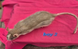 Rat rodents for sale: Male rats available - Image 9