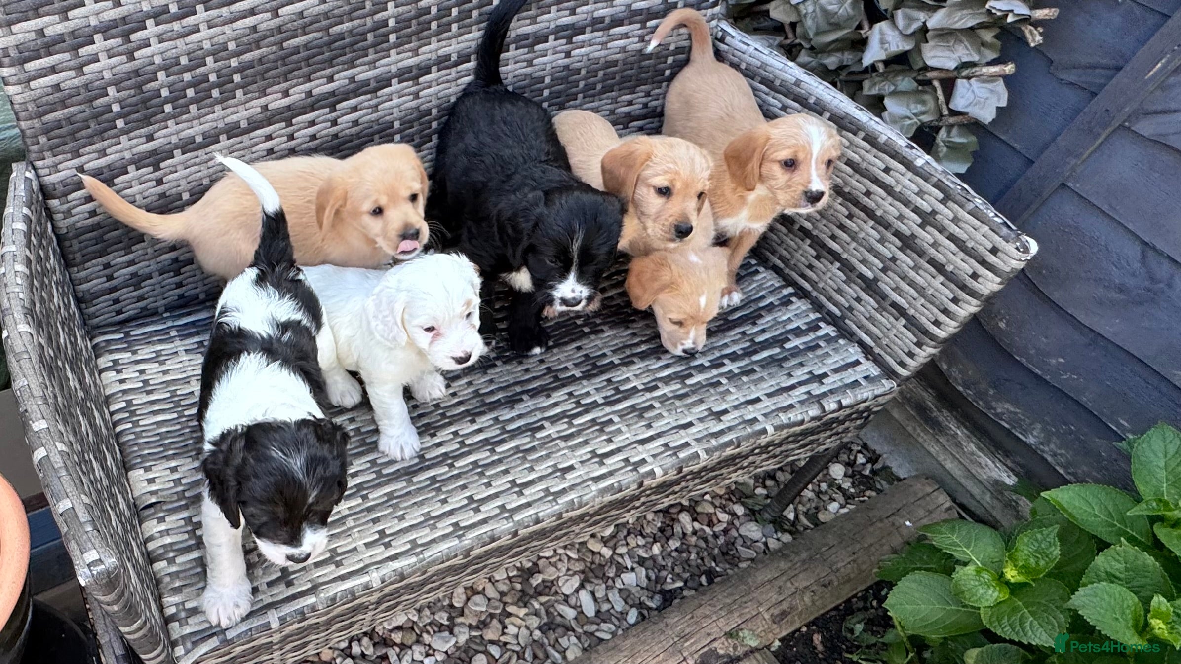 Mixed Breed dogs 7 beautiful cockalier/springer puppies for sale  - Advert 2