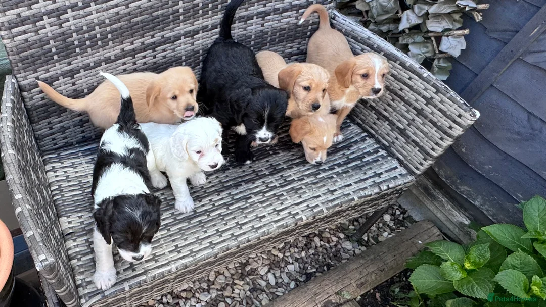 Mixed Breed dogs for sale: 7 beautiful cockalier/springer puppies for sale  in Cheltenham - Advert 2
