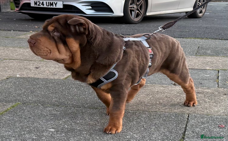 Shar Pei dogs - Advert 3