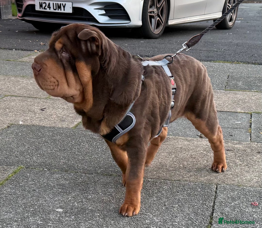 Shar Pei dogs for stud: Stunning Chocolate and Tan Boy - Image 1
