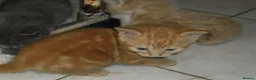 Mixed Breed cats for sale: 8 BEAUTIFUL KITTENS LOOKING FOR LOVING HOMES - Advert 4