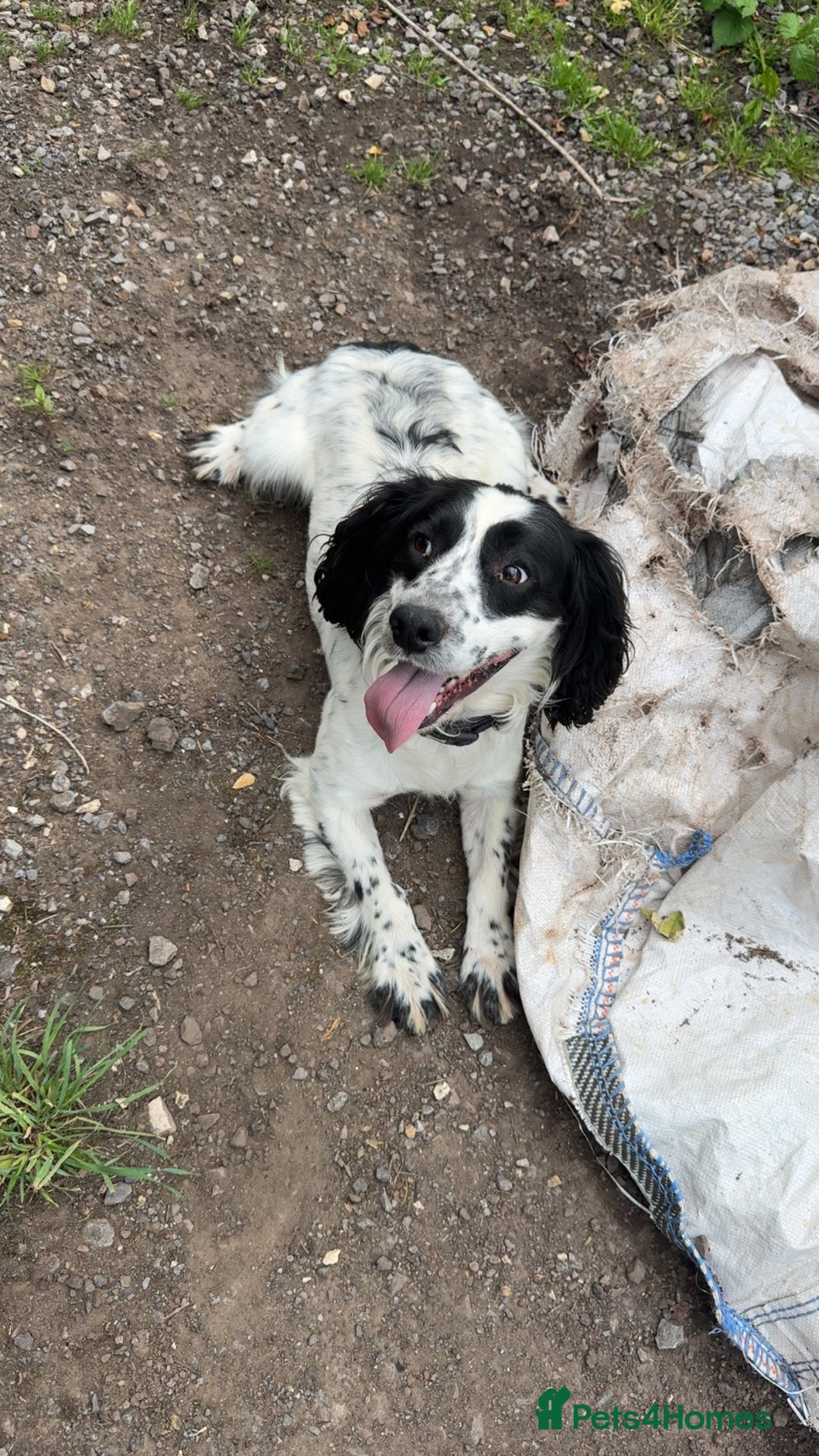 Cocker Spaniel dogs for sale: Worker cocker spaniel puppies for sale  - Image 13
