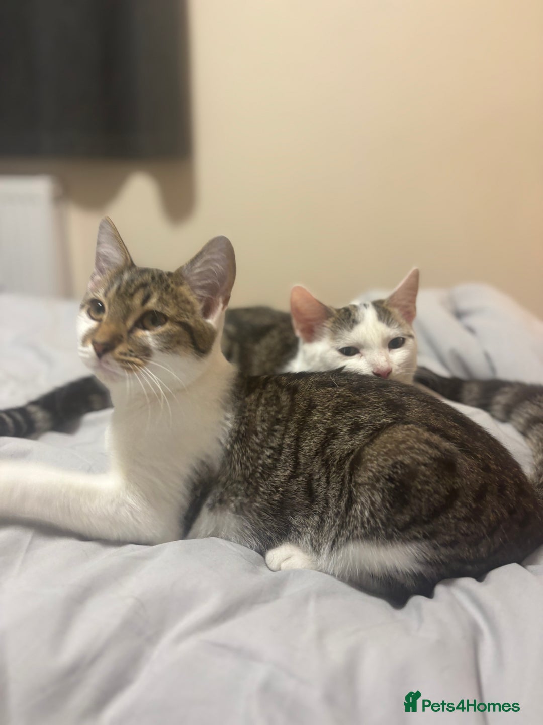 Domestic Shorthair cats for sale: Ash and Goose - Image 4