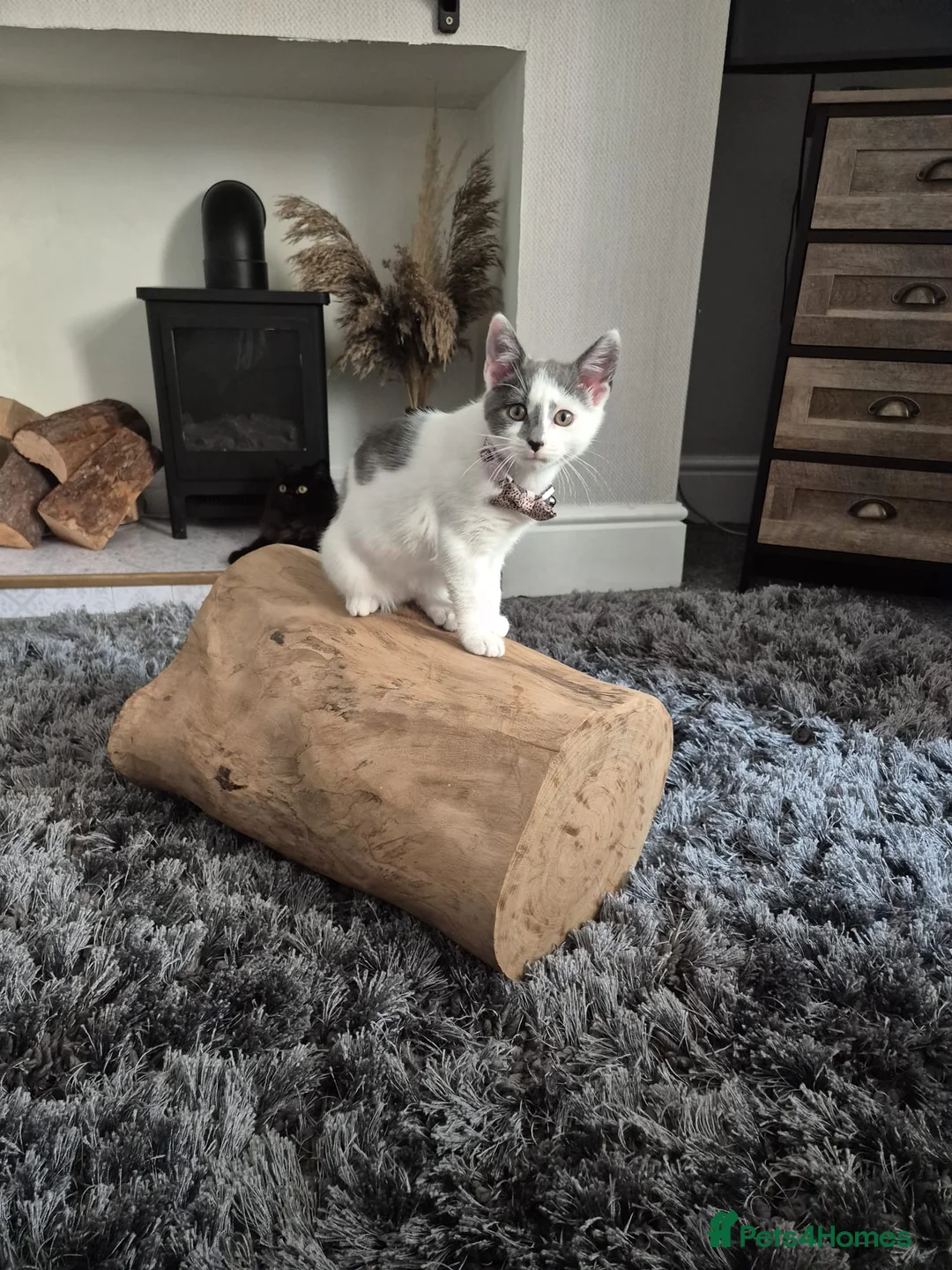 Mixed Breed cats for sale: Beautiful mix breed cat in Cleethorpes - Advert 1