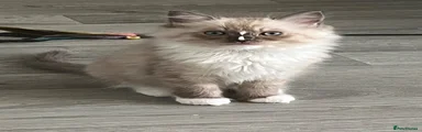 Seal mitted boy