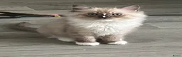 Ragdoll cats for sale: Tica cherubim ragdoll kittens - Advert 6