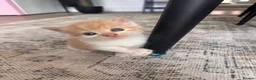 Mixed Breed cats for sale: ginger kittens  in Hailsham - Advert 25