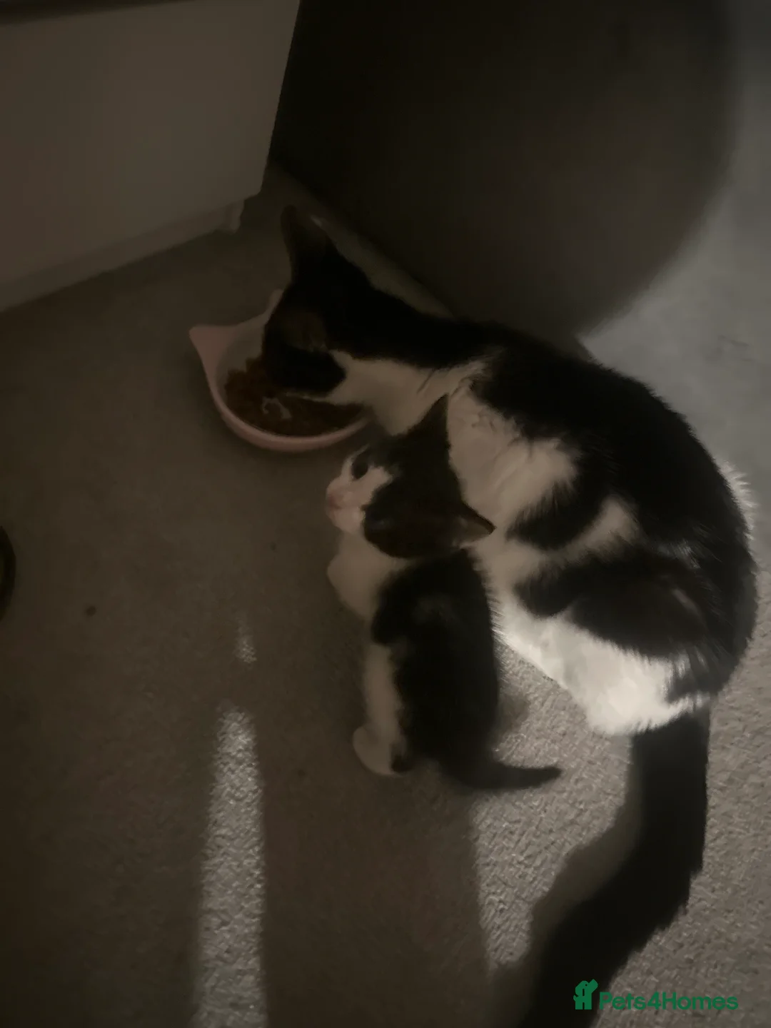 British Shorthair cats for sale: 3 british short hair kittens 2 female 1 male  in Birmingham - Advert 2