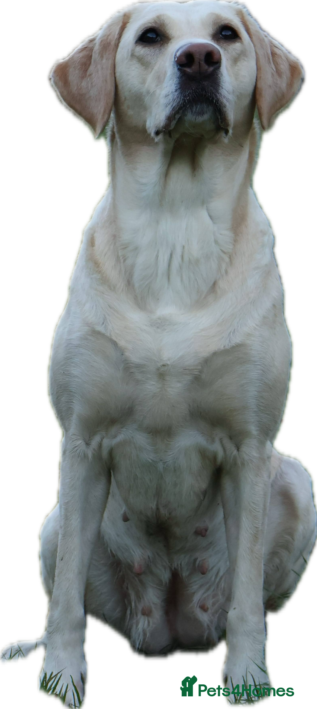 Labrador Retriever dogs for sale: Family/Working bred KC Labradors - Image 25