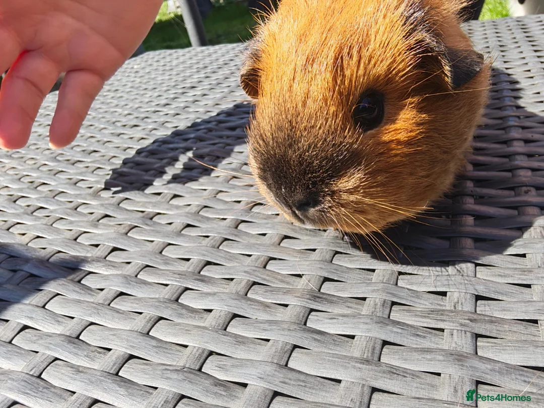 Guinea Pig rodents for sale: Female calis x 3 - Advert 3
