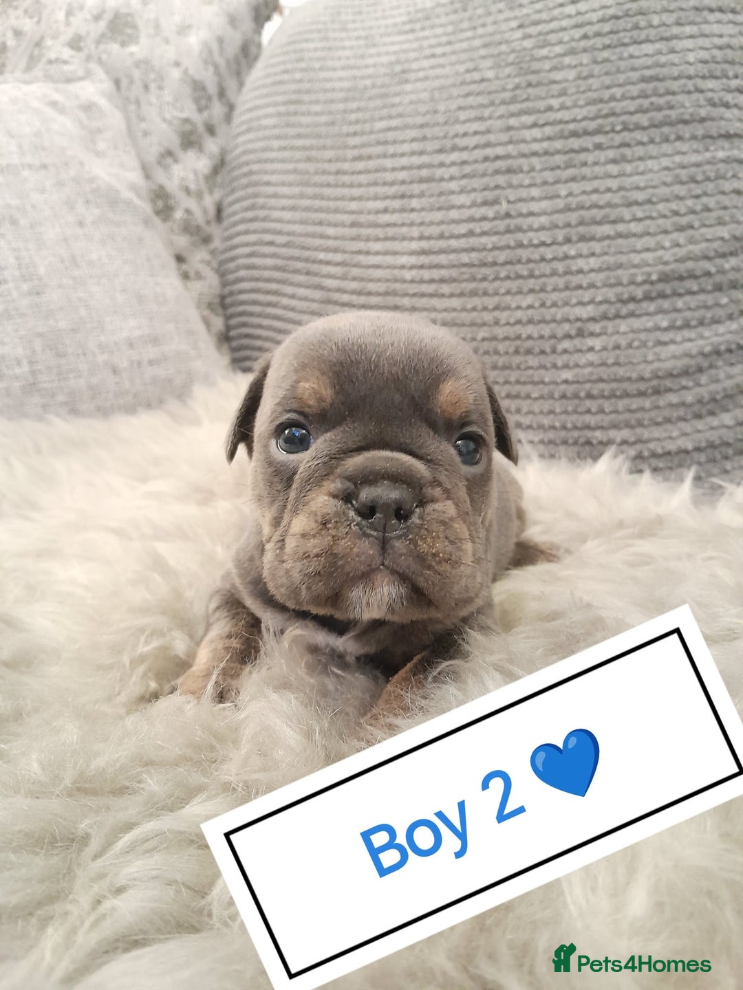 Mixed Breed dogs for sale: 🐾🐶Stunning New English Bulldog Puppies🐶🐾 - Advert 15