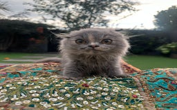 Scottish Fold cats for sale: Stunning Scottish Fold/Straight Kittens - Advert 6