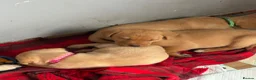 Labrador Retriever dogs for sale: Beautiful Labrador puppies for sale  - Advert 35