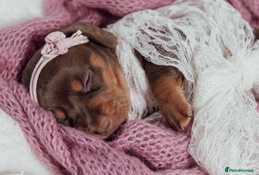Miniature Dachshund dogs for sale: Daschund pups chocolate and chocolate dapple - Image 12